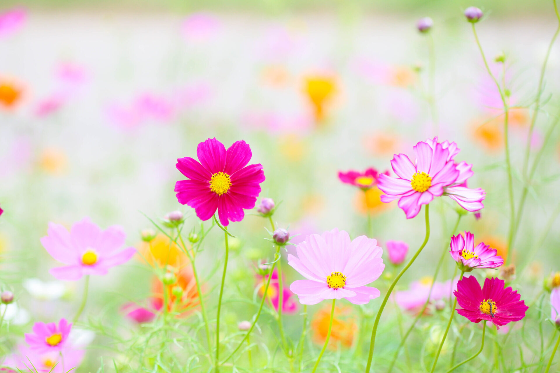 NF1患者を勇気づけるコスモスの画像