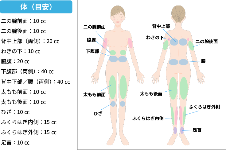 体(目安)。二の腕前面:10cc。二の腕後面:10cc。背中上部(両側):20cc。わきの下:10cc。脇腹:20cc。下腹部(両側):40cc。背中下部/腰(両側):40cc。太もも前面:10cc。太もも後面:10cc。ひざ:10cc。ふくらはじ内側:15cc。ふくらはぎ外側:15cc。足首:10cc。
