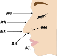 鼻根、鼻背、鼻尖、鼻柱、鼻孔、尾翼