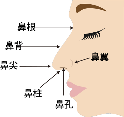 鼻根、鼻背、鼻尖、鼻柱、鼻孔、尾翼
